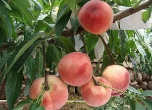 等待等待， 见证果实的奇迹