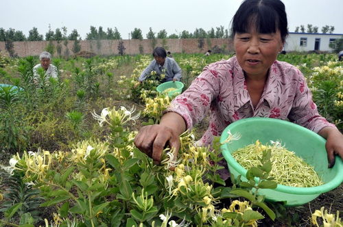金银花种植一年能赚多少钱？收益稳定吗