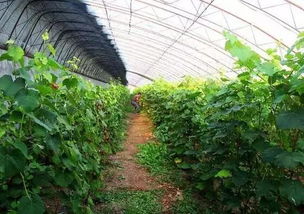 夏季生菜，真的主要原因是病虫害而大量使用农药吗？