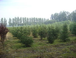 话说这河北苗木群里