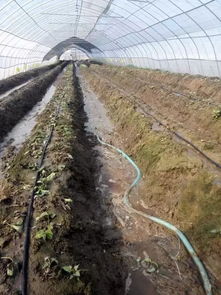 冷根本不是问题