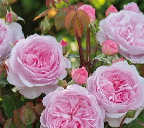 方案一：经典配比， 江南多雨地区适用