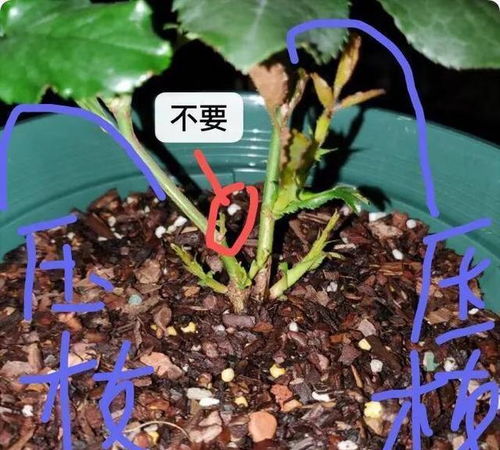 月季扦插：原土与腐叶土的比例