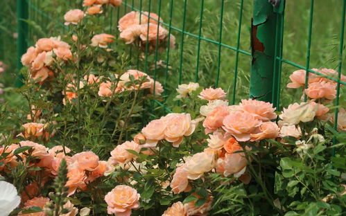 夏季移栽：高温季节要避开