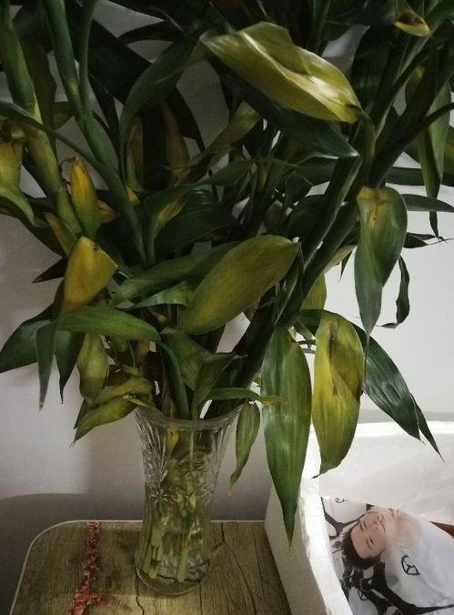 咋地啦，竹子兄弟，咋成黄脸婆啦？