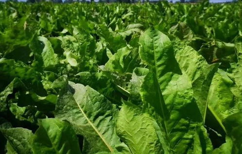 北方种植哪种草产量高且嫩节省60%成本？揭秘高效草种！