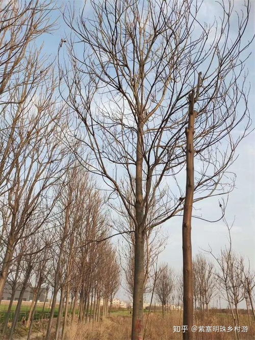 榉树这玩意儿，市场需求大着呢！