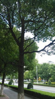 路边高高大大树的名字