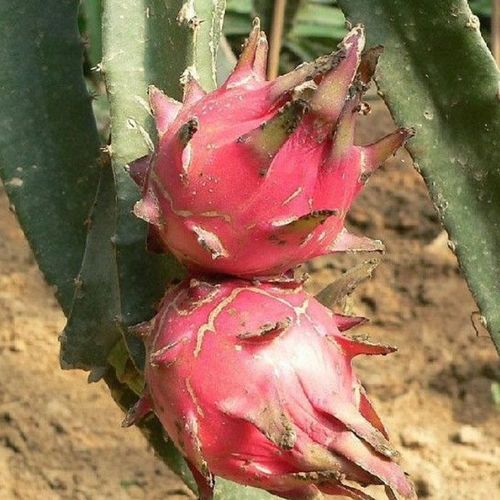 火焰树，生长的习性