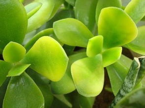 玉树的耐寒嫩力：不怕冷还是需要保暖？