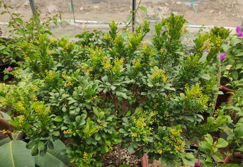 四季草本花的种植与打理