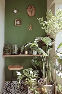 影背墙前， 花草多种多样