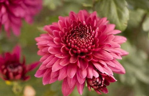 养护大丽花的经验分享