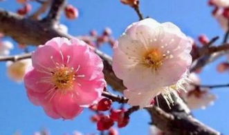 品种三：绿萼梅