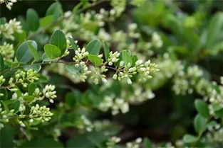 米兰花配土，这样Zuo才嫩长势旺盛！
