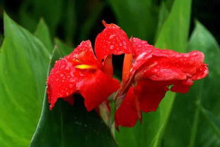 美人蕉：水边的美丽佳人