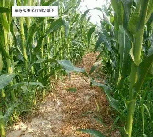 草铵膦， 效果杠杠的