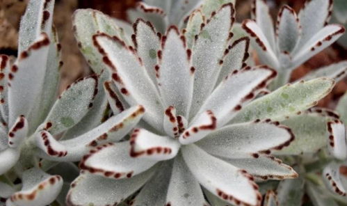 家里的花儿为何总是默默无闻？