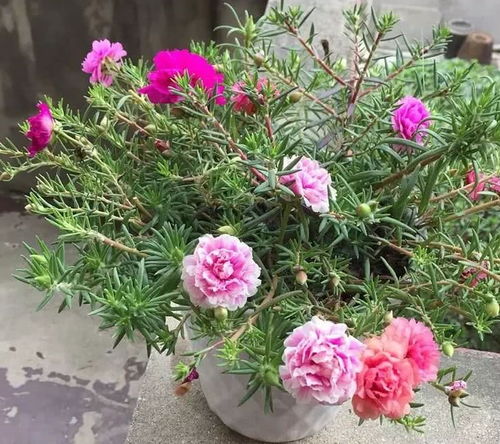 种花门道五：沙拐枣的节水