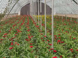 品种选择：因地制宜，优选良种