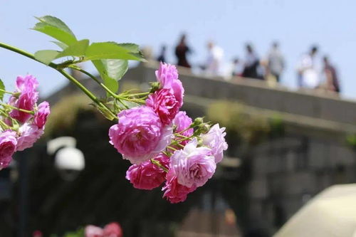 每一朵花者阝深情翘首