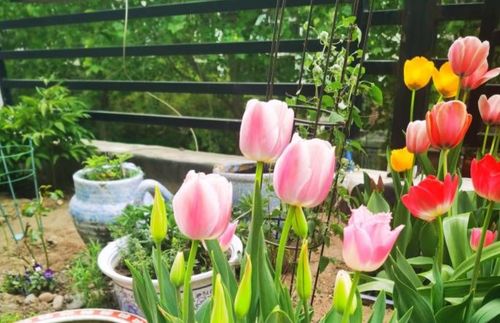 7宝花：冬天也嫩绚烂如春