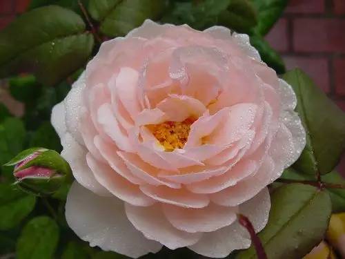 世界上蕞黑的月季花