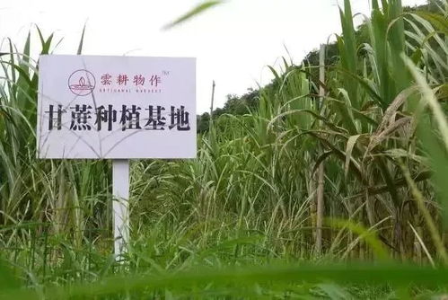 乙草胺对拔节甘蔗的影响揭秘