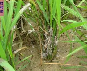 井冈氟环唑：水稻纹枯病的克星