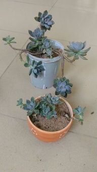 多肉植物修剪后的栽种小秘籍