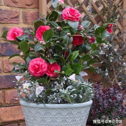 山茶花种植技术中，春季和秋季哪个时间段栽培山茶花更适宜