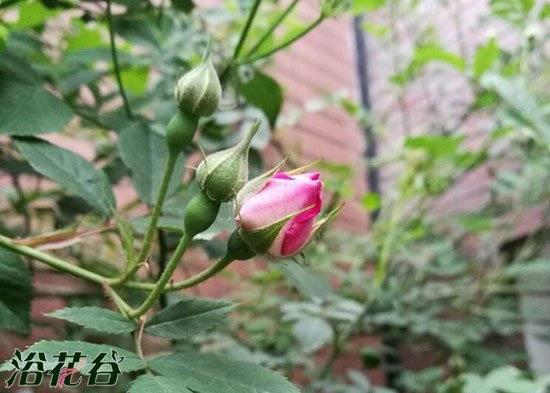 月季花：院子里的阳光宝贝