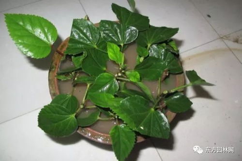 芍药最佳扦插月份是哪个月份？