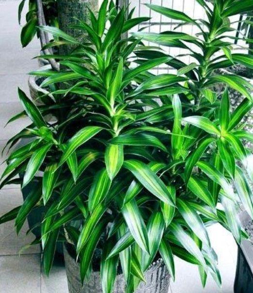 绒毛仙人掌：适应Neng力强， 花朵美丽