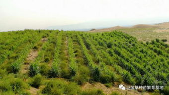 高山嵩草：生命的奇迹