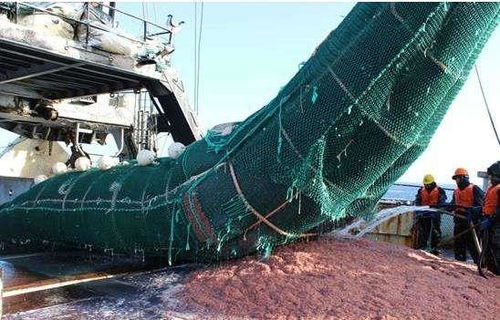 阿根廷鱿鱼捕捞业近年来状况良好，主要得益于丰富的海洋资源和严格的捕捞管理