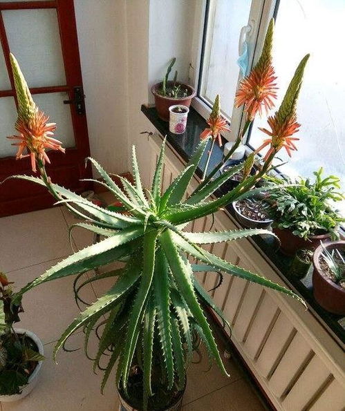 第三步：光照要充足