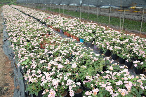 十大大花月季品种，你蕞喜欢哪个？