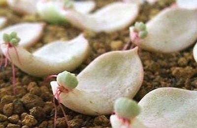 叶插多肉植物存活率低，如何养护使其生长旺盛