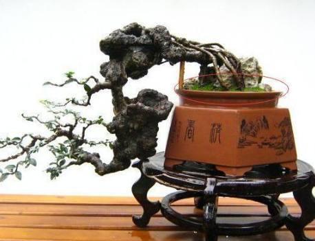 一、 选盆与埋盆：材质差1毫米，温差大10度