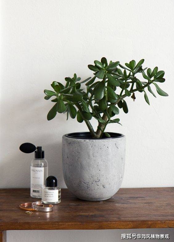 品种选择：选哪个， 咋选