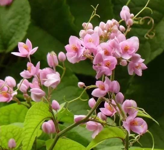 珊瑚藤养护小技巧， 让你轻松养出美美花朵