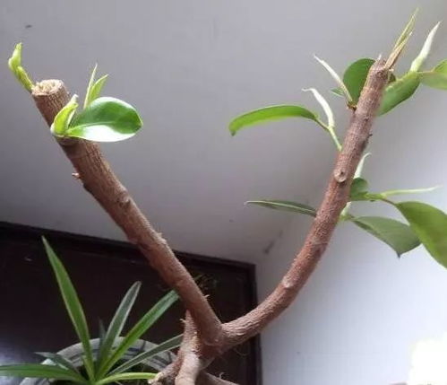 修剪神器，9块9的修枝剪，用得溜着呢！