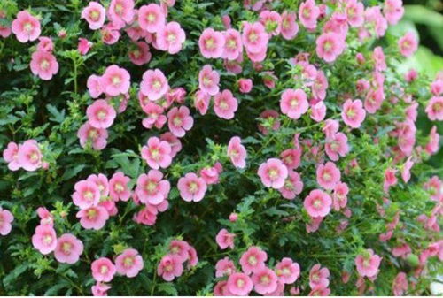 木槿品种多到数不清，你有喜欢的吗？