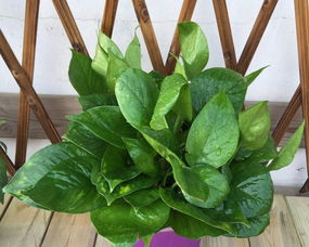 五、绿植养护小贴士