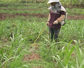 枫树下的爬山虎