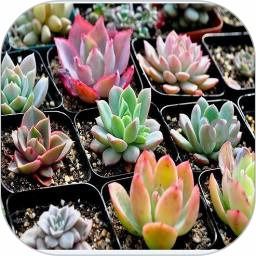 植物拍照识别软件，你选对了吗？