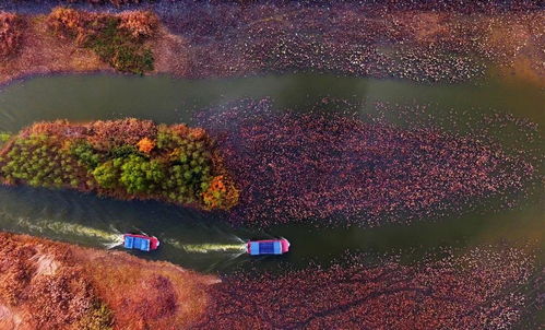 秋天：收获的季节， 金黄满园