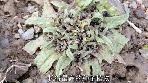 我国南北地区花草种子撒种时间差揭秘