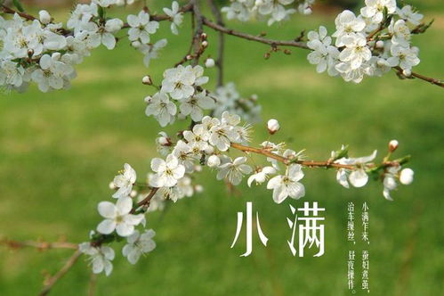 北风呼啸，菜园春意盎然